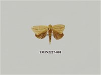 藏品(方角舟蛾)的圖片